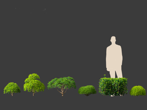 Camellia sinensis - Green tea 02 3D Model