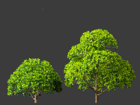 Camellia sinensis - Green tea 02 3D Model