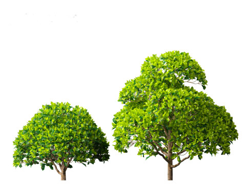 Camellia sinensis - Green tea 02 3D Model