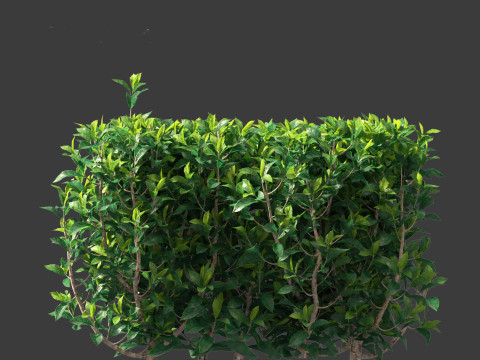 Camellia sinensis - Green tea 02 3D Model
