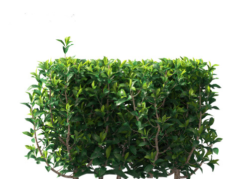 Camellia sinensis - Green tea 02 3D Model