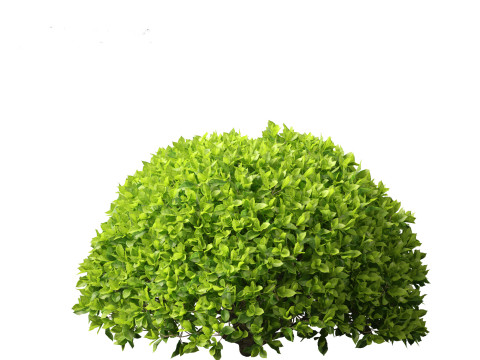 Camellia sinensis - Green tea 02 3D Model