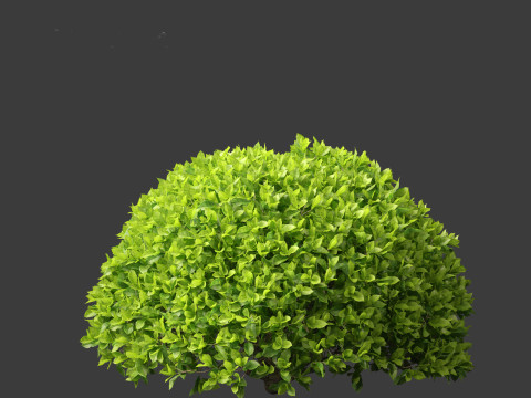 Camellia sinensis - Green tea 02 3D Model