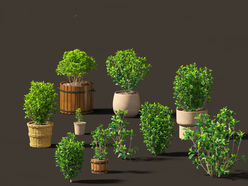 Camellia sinensis - Green tea 01 3D Model .c4d .max .obj .3ds .fbx .stl .blend 
