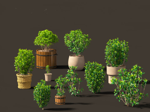 Camellia sinensis - Green tea 01 3D Model