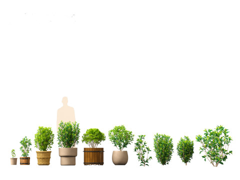Camellia sinensis - Green tea 01 3D Model