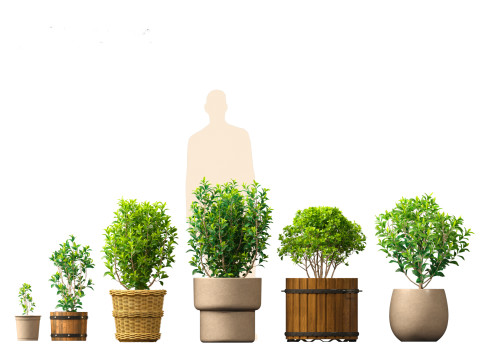 Camellia sinensis - Green tea 01 3D Model