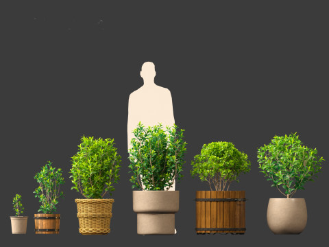 Camellia sinensis - Green tea 01 3D Model