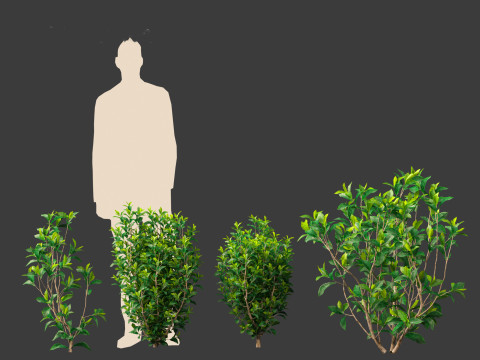 Camellia sinensis - Green tea 01 3D Model
