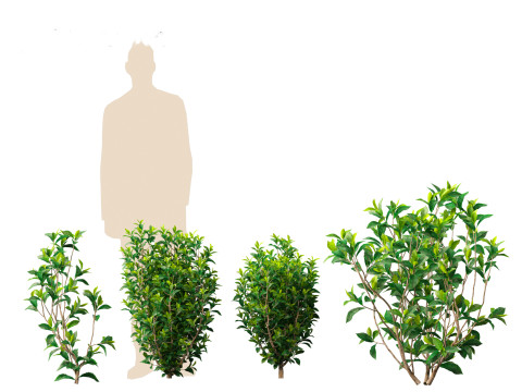 Camellia sinensis - Green tea 01 3D Model