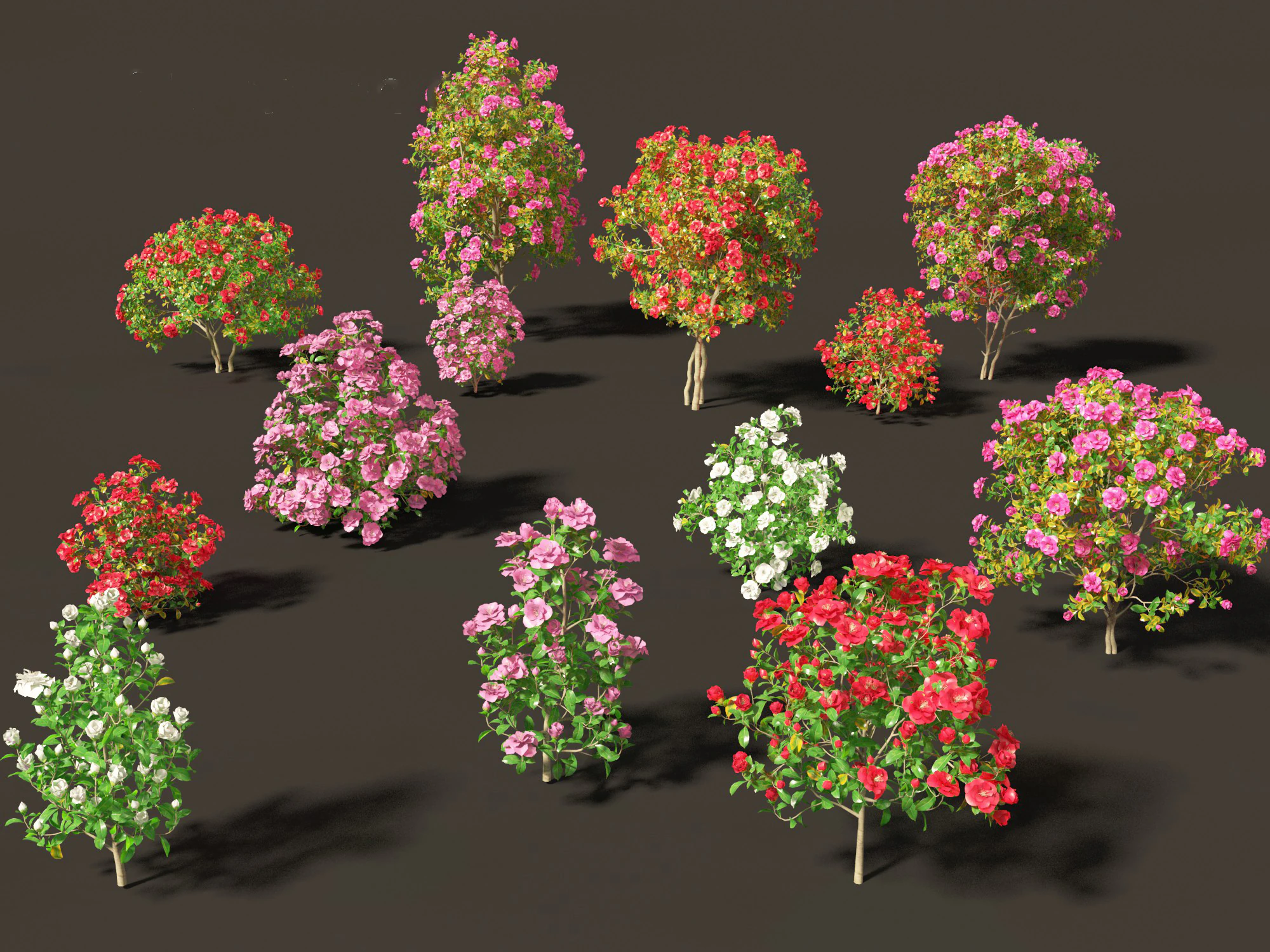 Camellia japonica - Japanese camellia 02 3D Model .c4d .max .obj .3ds .fbx .stl .blend 