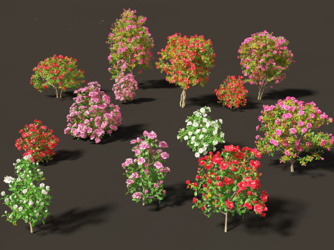 Camellia japonica - Japanese camellia 02 3D Model