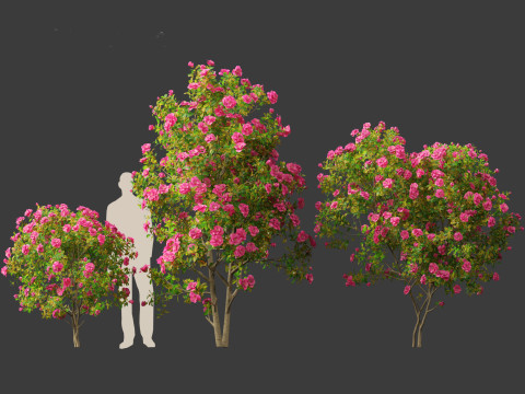 Camellia japonica - Japanese camellia 02 3D 模型