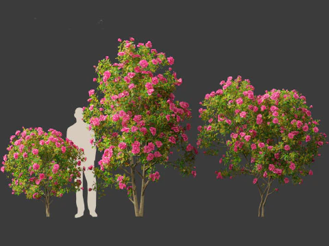 Camellia japonica - Japanese camellia 02 3D Model