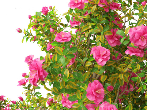 Camellia japonica - Japanese camellia 02 3D 模型