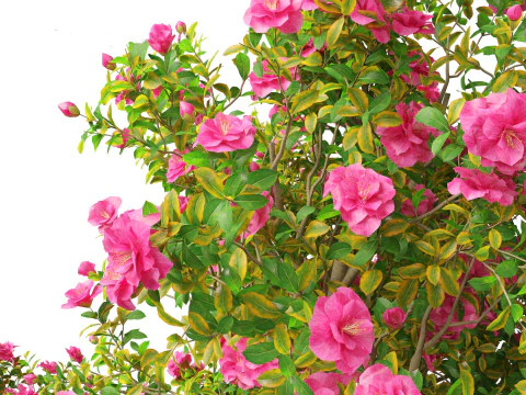 Camellia japonica - Japanese camellia 02 3D Model