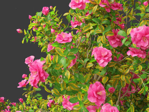 Camellia japonica - Japanese camellia 02 3D Model