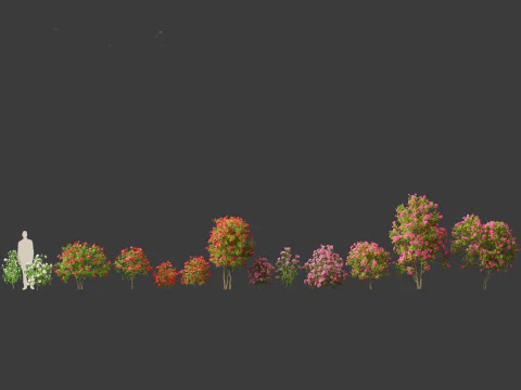 Camellia japonica - Japanese camellia 02 3D Model