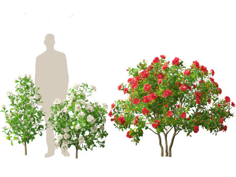Camellia japonica - Japanese camellia 02 3D Model