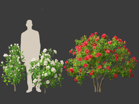 Camellia japonica - Japanese camellia 02 3D 模型