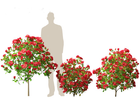 Camellia japonica - Japanese camellia 02 3D 模型