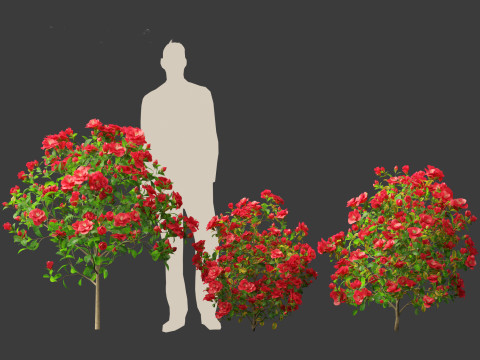 Camellia japonica - Japanese camellia 02 3D 模型