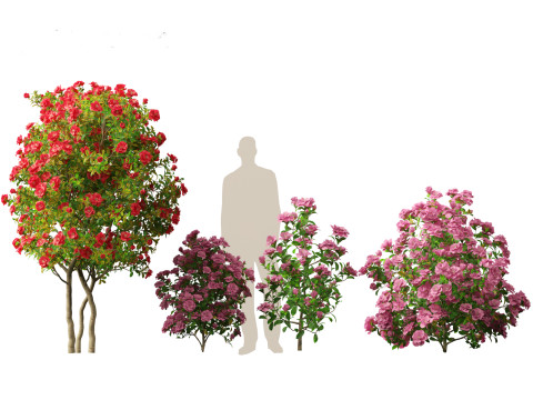 Camellia japonica - Japanese camellia 02 3D 模型