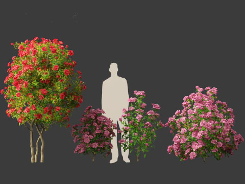 Camellia japonica - Japanese camellia 02 3D Model