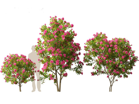 Camellia japonica - Japanese camellia 02 3D 模型
