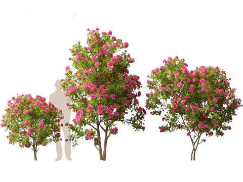Camellia japonica - Japanese camellia 02 3D Model