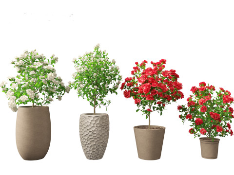 Camellia japonica - Japanese camellia 01 3D 模型