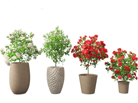 Camellia japonica - Japanese camellia 01 3D Model