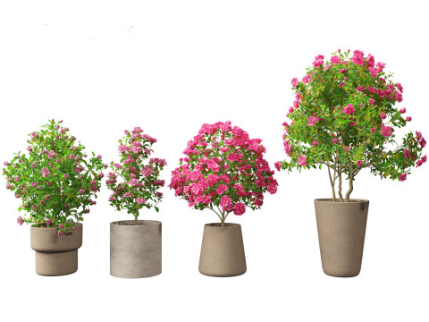 Camellia japonica - Japanese camellia 01 3D 模型