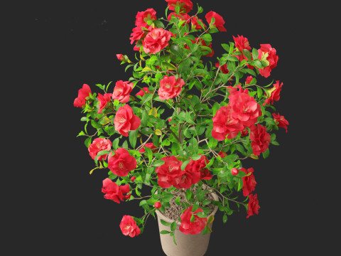 Camellia japonica - Japanese camellia 01 3D 模型