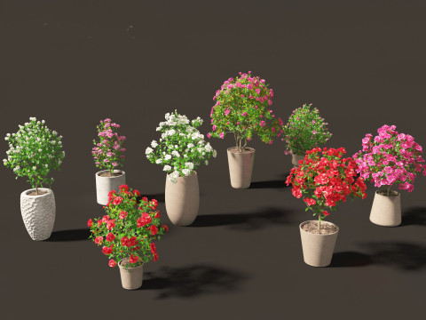 Camellia japonica - Japanese camellia 01 3D 模型