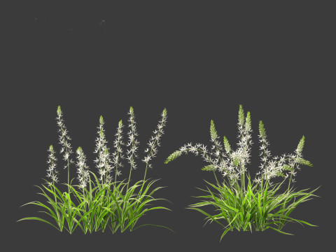 Camassia leichtlinii - Wild Hyacinth 3D-Modell