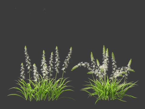 Camassia leichtlinii - Wild Hyacinth 3D Model