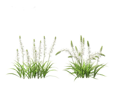 Camassia leichtlinii - Wild Hyacinth 3D Model