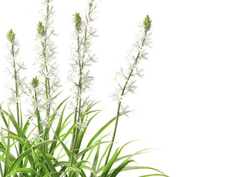 Camassia leichtlinii - Wild Hyacinth 3D-Modell