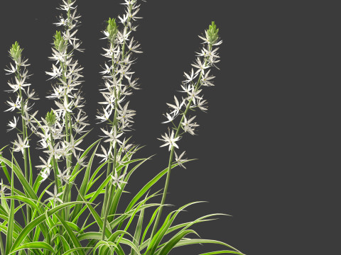 Camassia leichtlinii - Wild Hyacinth 3D-Modell