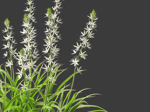 Camassia leichtlinii - Wild Hyacinth 3D Model