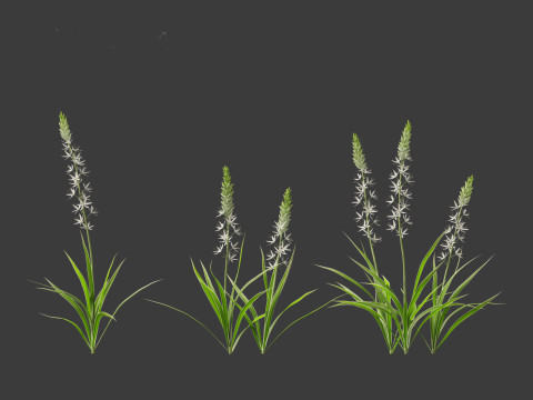 Camassia leichtlinii - Wild Hyacinth 3D-Modell