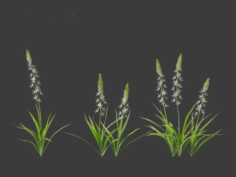 Camassia leichtlinii - Wild Hyacinth 3D Model