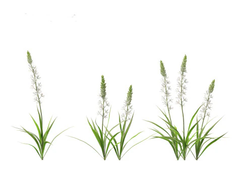 Camassia leichtlinii - Wild Hyacinth 3D Model
