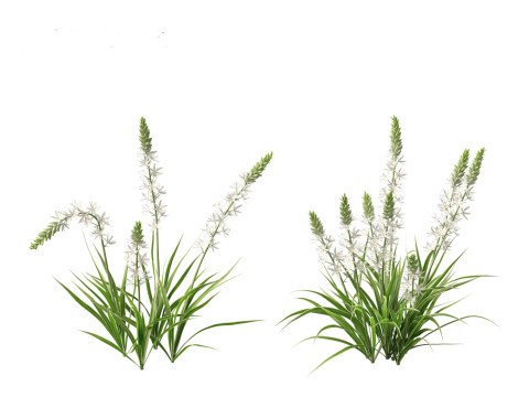Camassia leichtlinii - Wild Hyacinth 3D-Modell