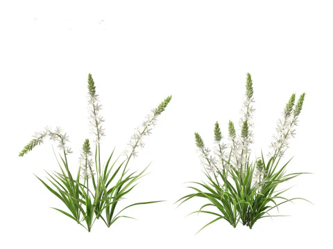 Camassia leichtlinii - Wild Hyacinth 3D Model