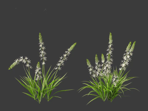 Camassia leichtlinii - Wild Hyacinth 3D Model