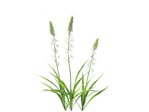 Camassia leichtlinii - Wild Hyacinth 3D-Modell