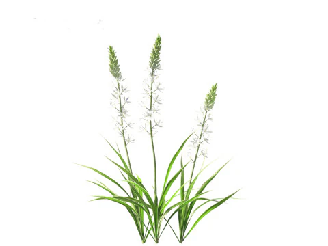 Camassia leichtlinii - Wild Hyacinth 3D Model