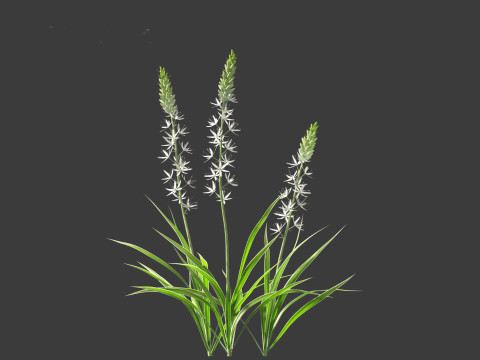 Camassia leichtlinii - Wild Hyacinth 3D-Modell